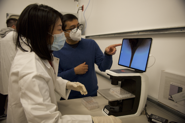 Stanford Sayed Lab researchers using imaging equipment to examine engineered heart tissue.