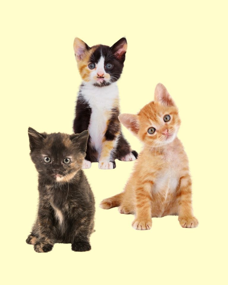 Orange and calico coat patterns illustrate the effects of X-linked pigment regulation.